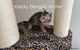 Bengal cats for sale: 😻Tica Best Bengal UK sired Kittens 🏆 🐾 🐱  - Image 6