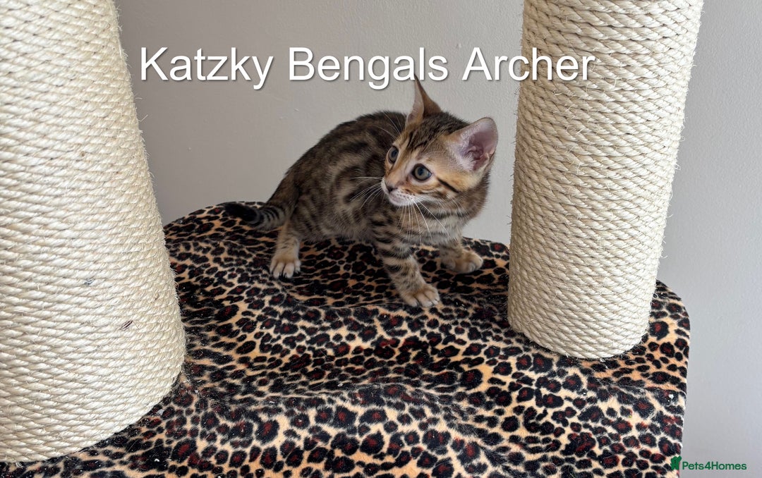 Bengal cats for sale: 😻Tica Best Bengal UK sired Kittens 🏆 🐾 🐱  - Image 6