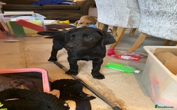 Labrador Retriever dogs for sale: Ready to leaveNOW Kc Labrador puppy ALL injections - Image 30
