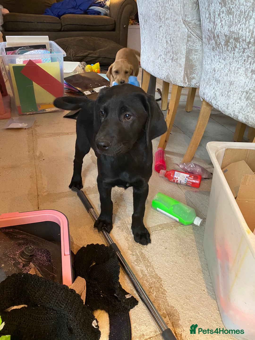 Labrador Retriever dogs for sale: Ready to leaveNOW Kc Labrador puppy ALL injections - Image 30