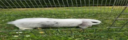 Mini Lop rabbits for sale: Mini Lops **2x boys left** - Advert 6
