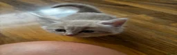 Mixed Breed cats for sale: 7 beautiful kittens available  - Advert 12