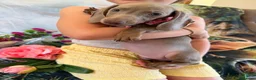 Miniature Dachshund dogs for sale: 💫❤️Supreme miniature dachshund puppies❤️💫  - Advert 11