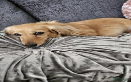 Dachshund dogs for sale: Miniature dachshunds - Image 33