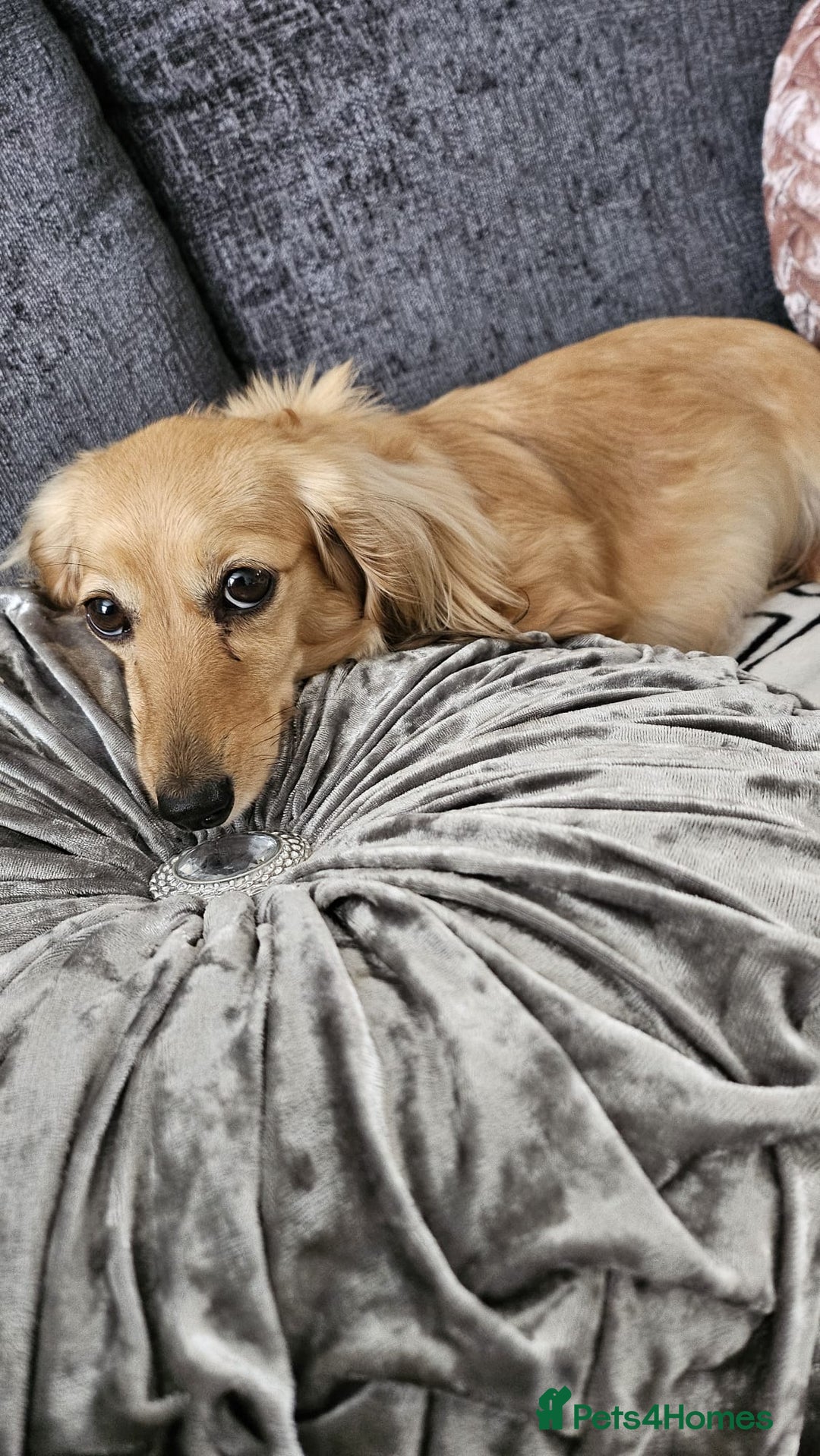 Dachshund dogs for sale: Miniature dachshunds - Image 33
