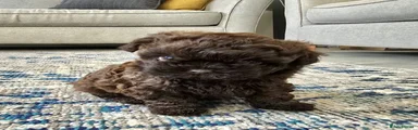 Shihpoo 1