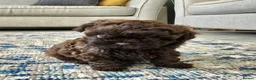 Shihpoo dogs for sale: Shihpoo pupies for sale - Advert 6