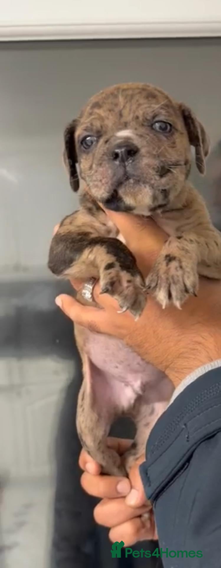 Cane Corso dogs for sale: Male merle corso - Advert 20