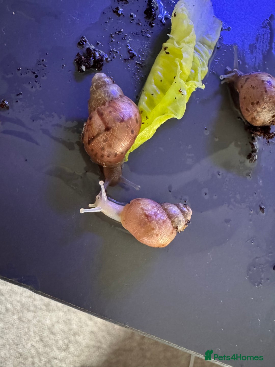 Mixed Breed reptiles for sale: Giant African land snail babies  - Advert 2