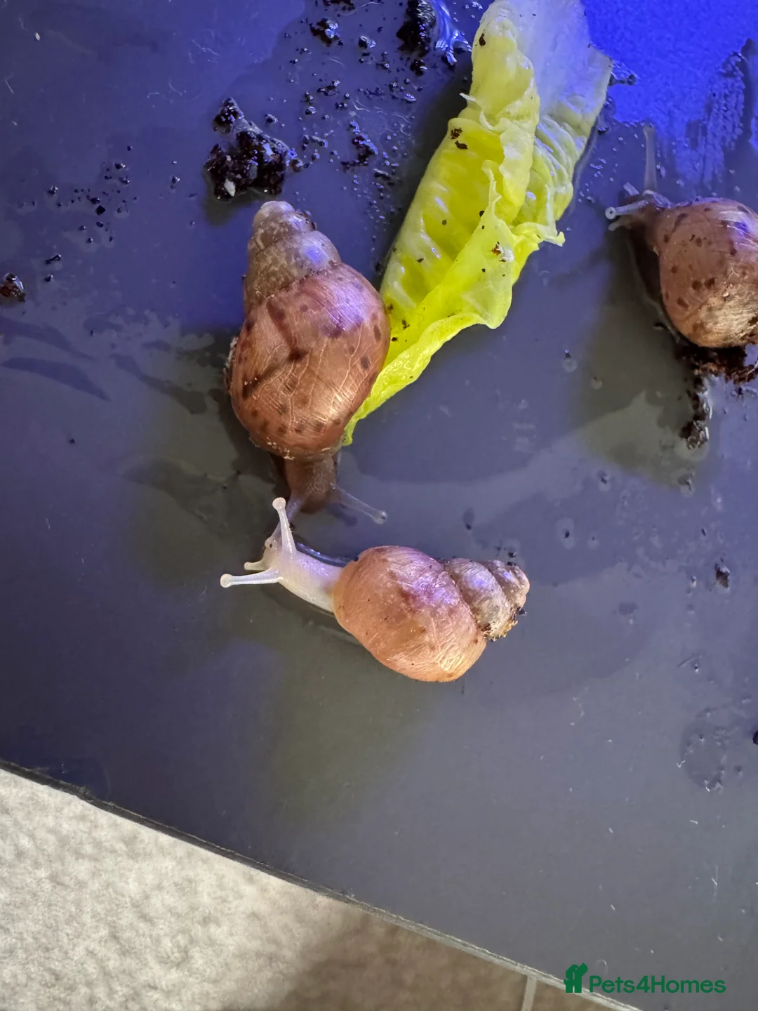Mixed Breed reptiles for sale: Giant African land snail babies  - Advert 2
