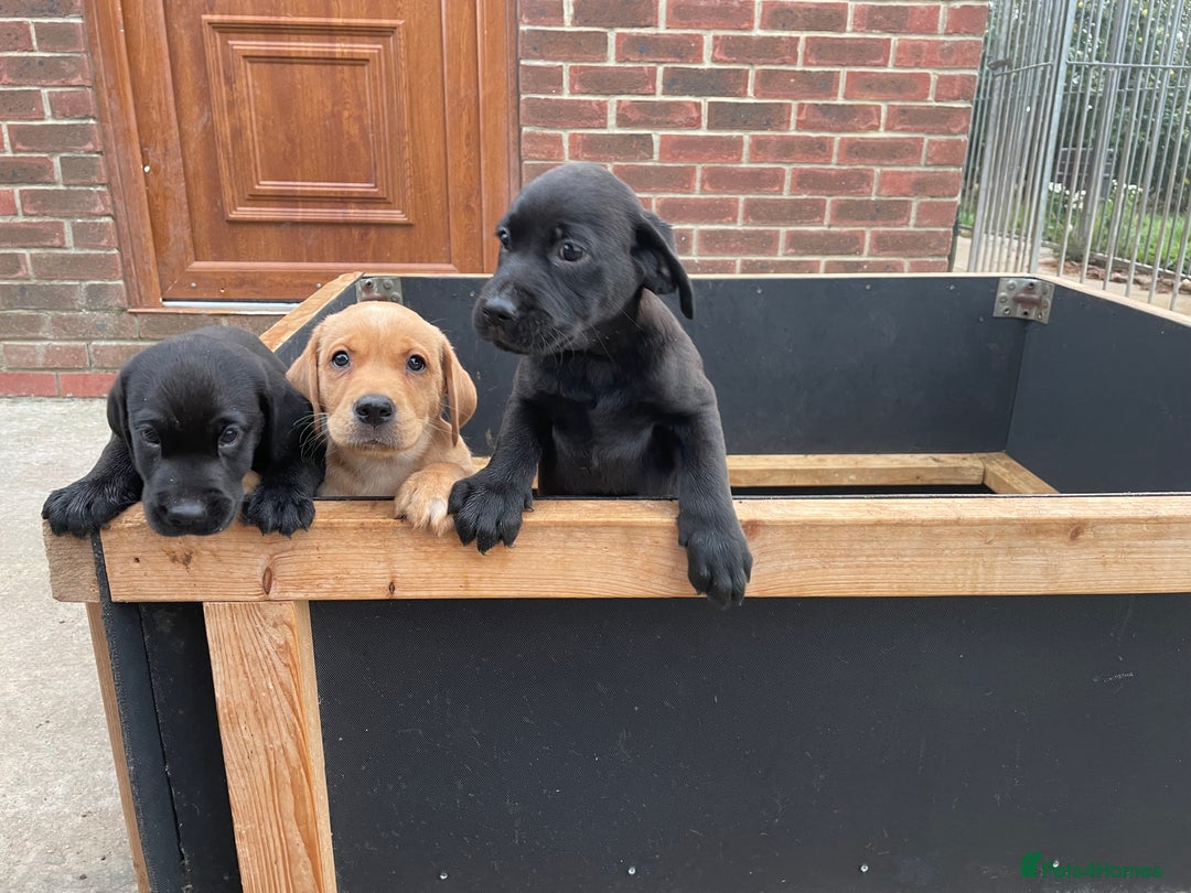 Labrador Retriever dogs for sale: Beautiful Lab girls for sale. Black and fox red.  - Image 5