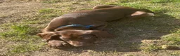 German Shorthaired Pointer dogs for sale: Gamekeeper bred - German Shorthaired Pointer pups - Advert 2