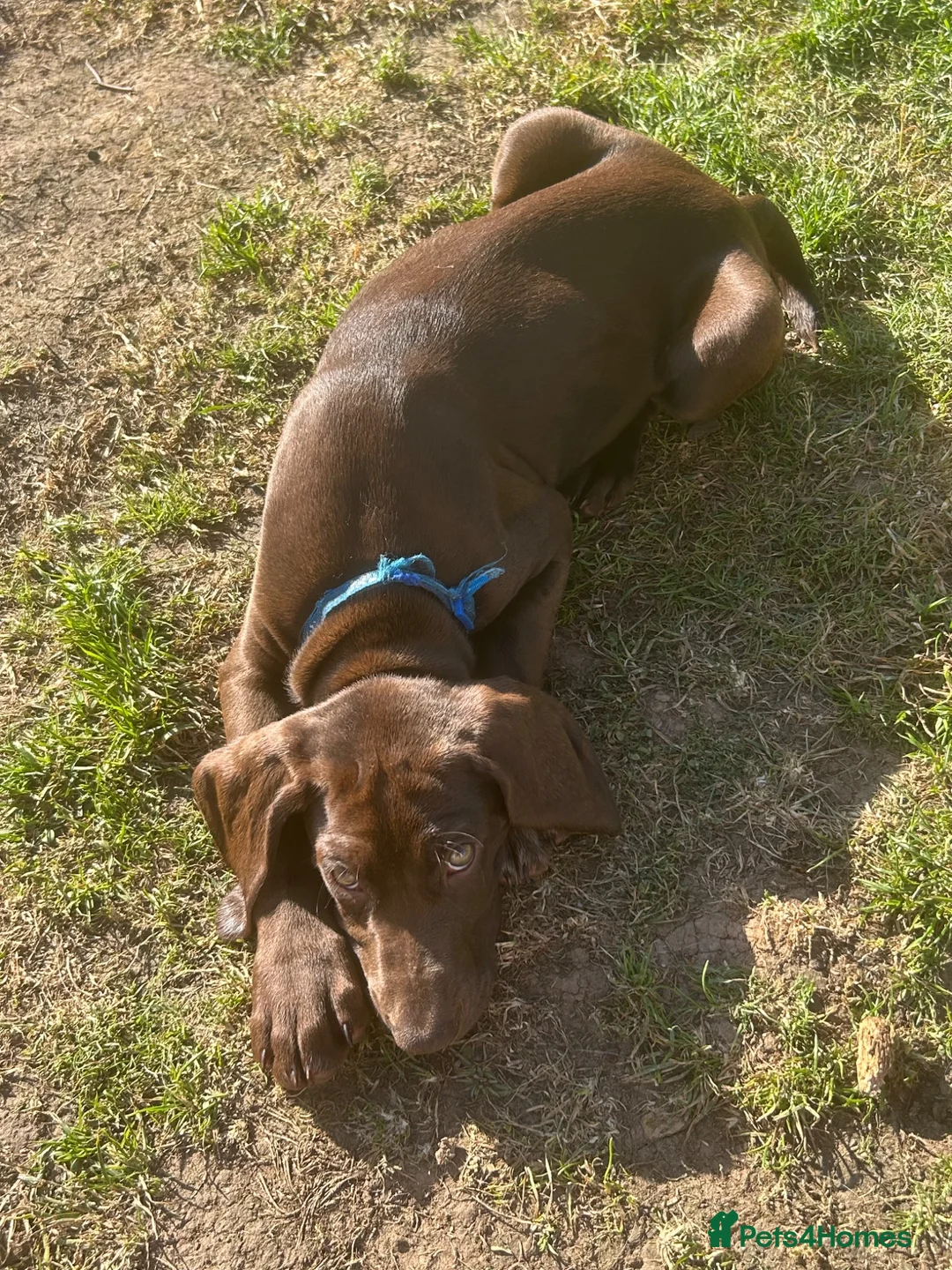 German Shorthaired Pointer dogs for sale: Gamekeeper bred - German Shorthaired Pointer pups - Advert 2