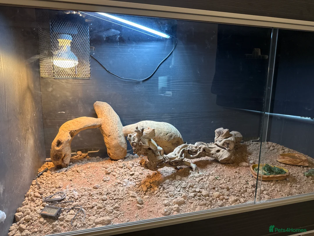 Bearded Dragon reptiles for sale: 6 month Bearded dragon and set up £275 - Advert 1