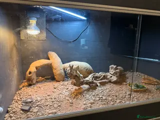 Bearded Dragon reptiles Full bearded dragon and set up £275 in Bedford - Advert 2