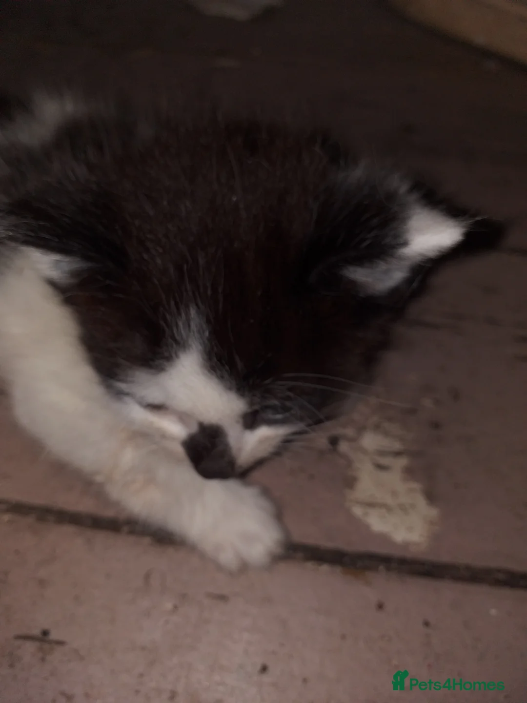 Mixed Breed cats for sale: 4 kittens for sale  - Advert 6