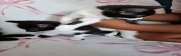 Mixed Breed cats for sale: Beautiful Tabby Kittens  - Advert 9