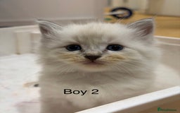 Ragdoll cats for sale: Pure ragdolls  - Image 4