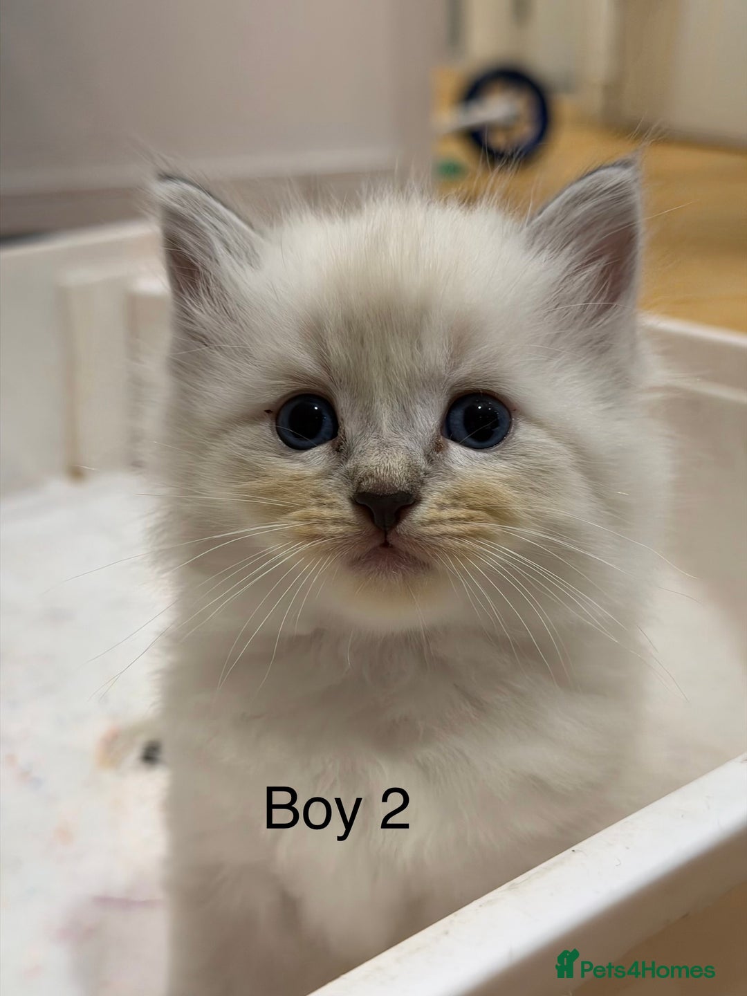 Ragdoll cats for sale: Pure ragdolls  - Image 4