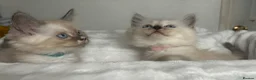 Ragdoll cats for sale: RAGDOLL/PERSIAN Kittens  - Advert 9