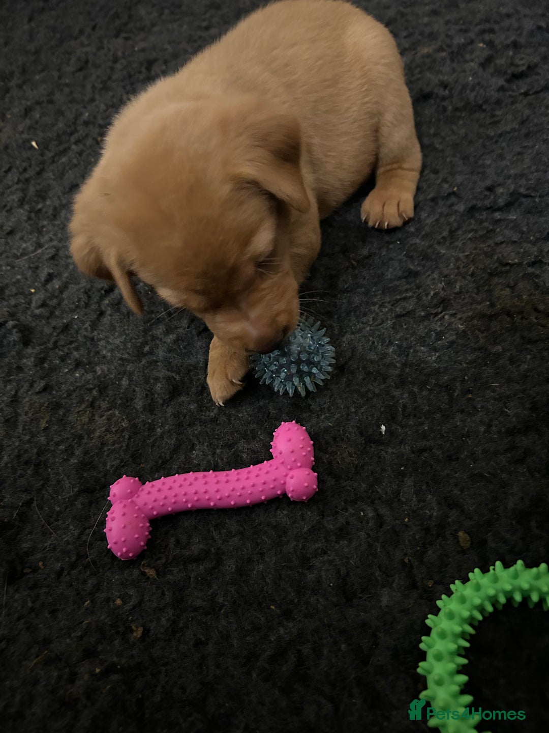 Labrador Retriever dogs for sale: Fox red labrador pups Glasgow  - Advert 16