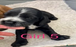 Cocker Spaniel dogs for sale: Kc show extensive health tests beautiful colours - Image 29