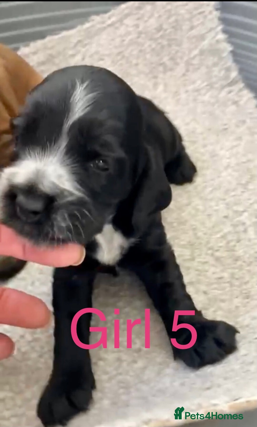 Cocker Spaniel dogs for sale: Kc show extensive health tests beautiful colours - Image 29