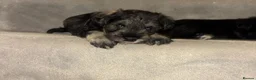 Miniature Schnauzer dogs for sale: Miniature schnauzers in Newark - Advert 20