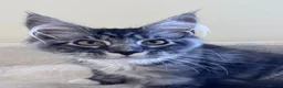 Maine Coon cats for sale: Two pedigree Maine Coon males for adoption in Nottingham - Advert 10
