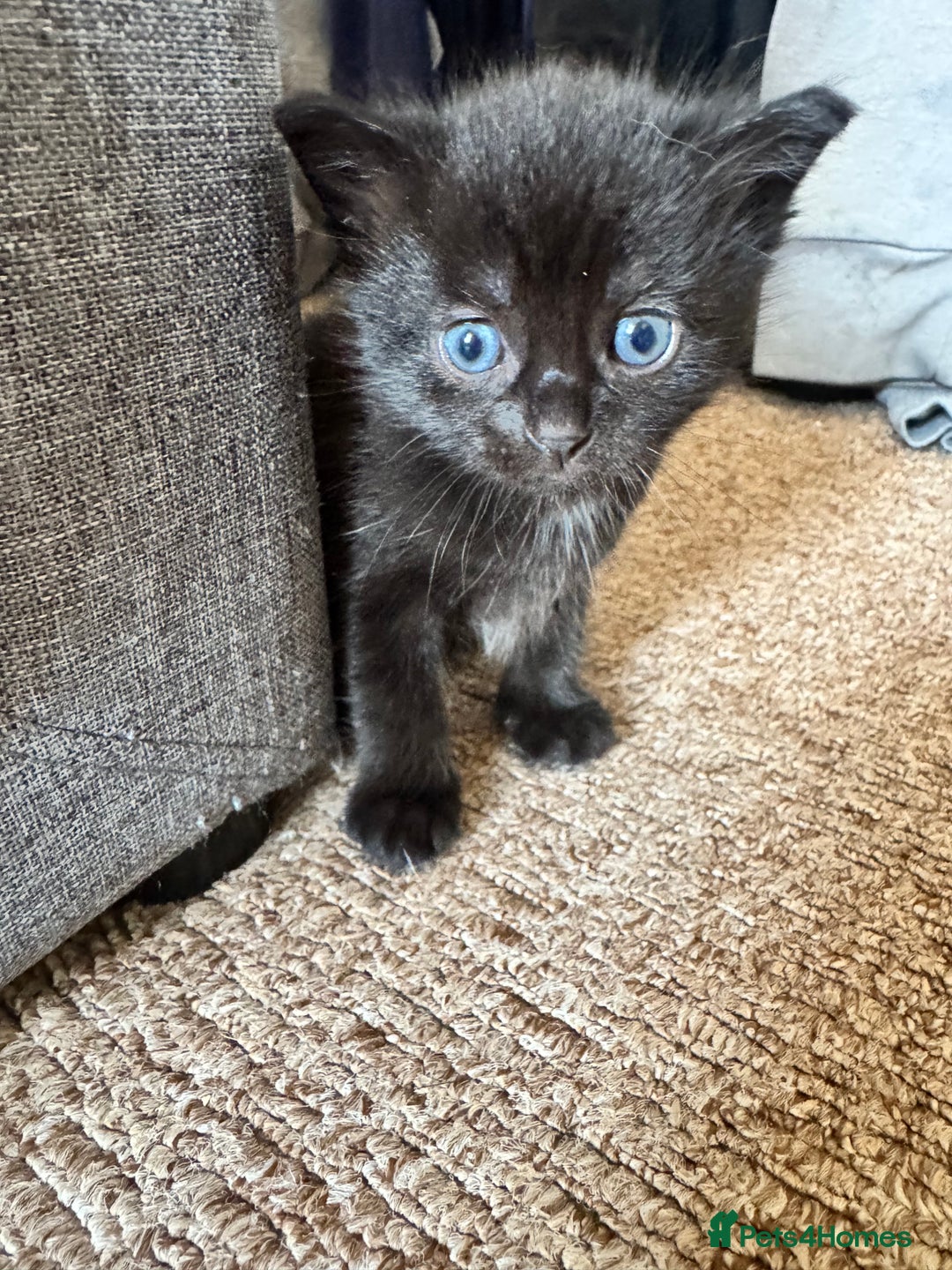 Mixed Breed cats for sale: 4 kittens for sale  - Image 2