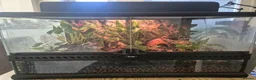 Mixed Breed reptiles for sale: Exo terra bio-active terrarium & canopy  - Advert 1