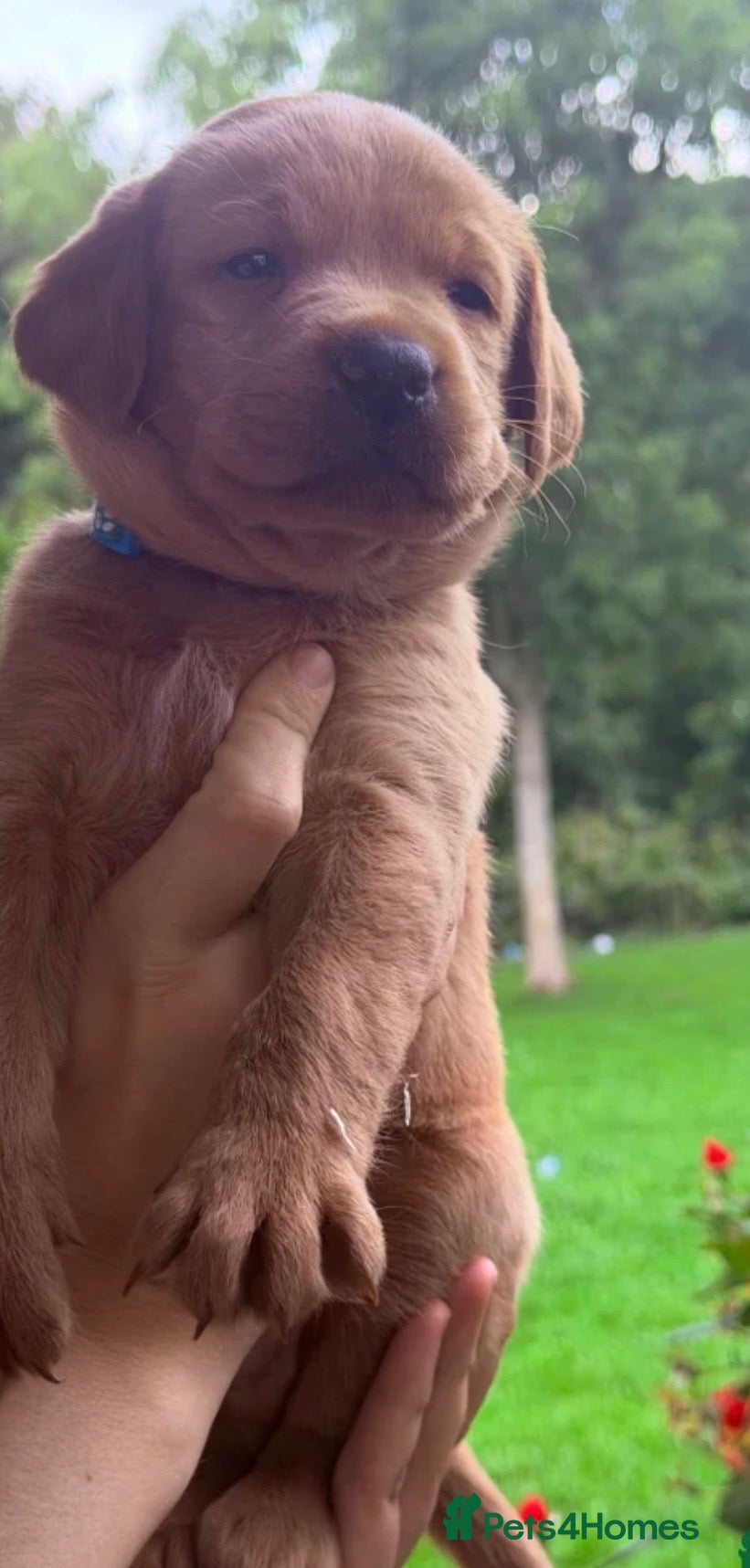 Labrador Retriever dogs 🌟 last boy remaining 🌟 - Advert 1