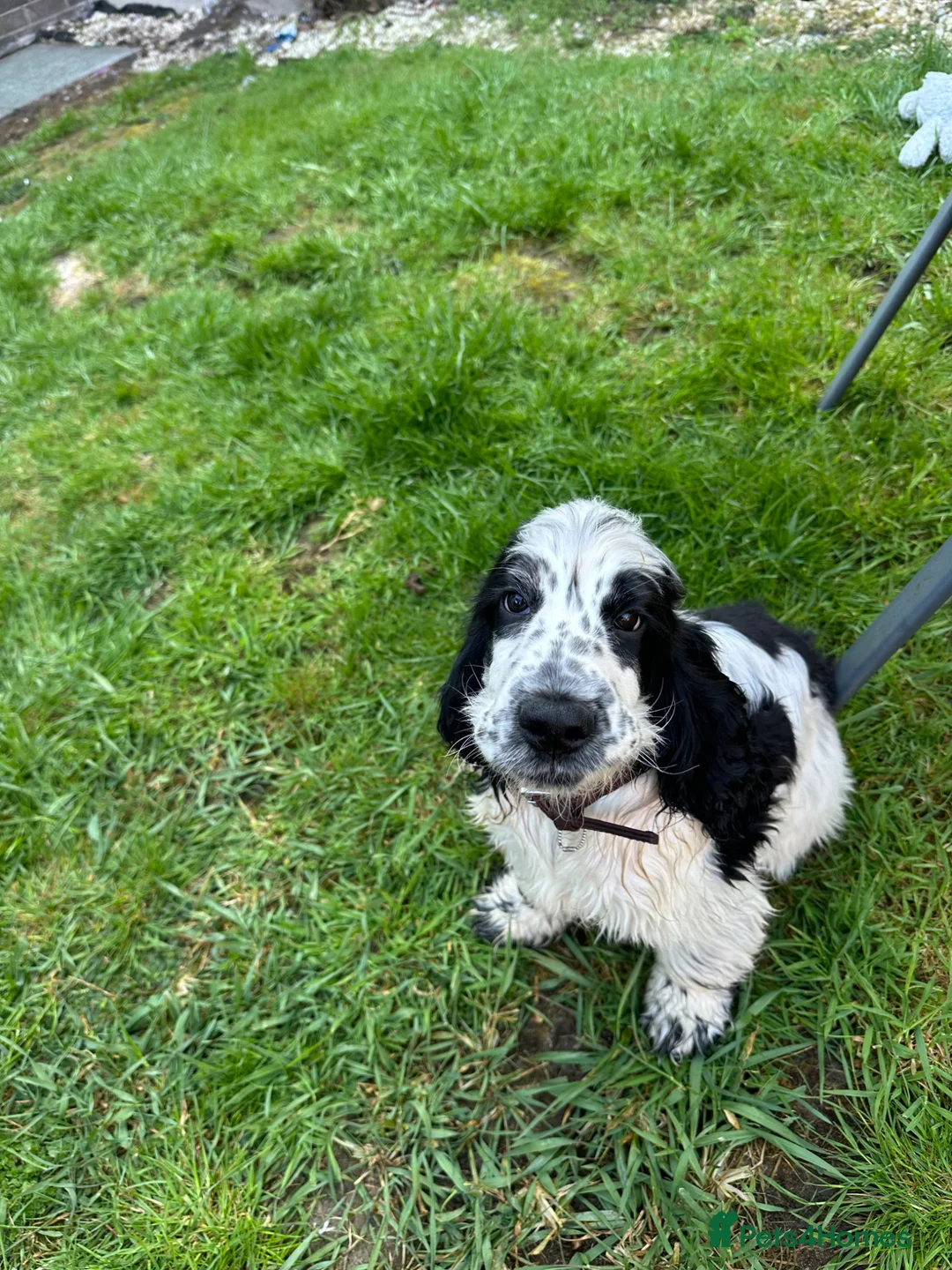 Cocker Spaniel dogs for sale: Beautiful show type cocker spaniel girl - Advert 2