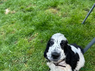 Cocker Spaniel dogs Beautiful show type cocker spaniel girl - Advert 8