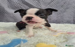 Boston Terrier dogs for sale: Superb litter of boston terriers. - Image 37