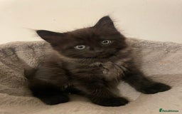 Ragdoll cats for sale: Ragdoll x kitten for sale  - Image 4