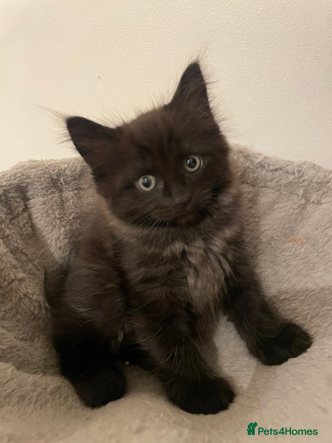 Ragdoll cats for sale: Ragdoll x kitten for sale  - Image 4