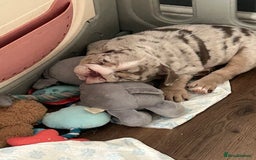 English Bulldog dogs for sale: LAST BOY ENGLISH BULLDOG PUP in South Ockendon - Image 3