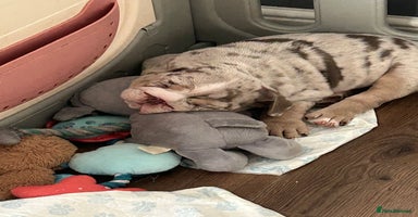 English Bulldog dogs in South Ockendon - Advert 12