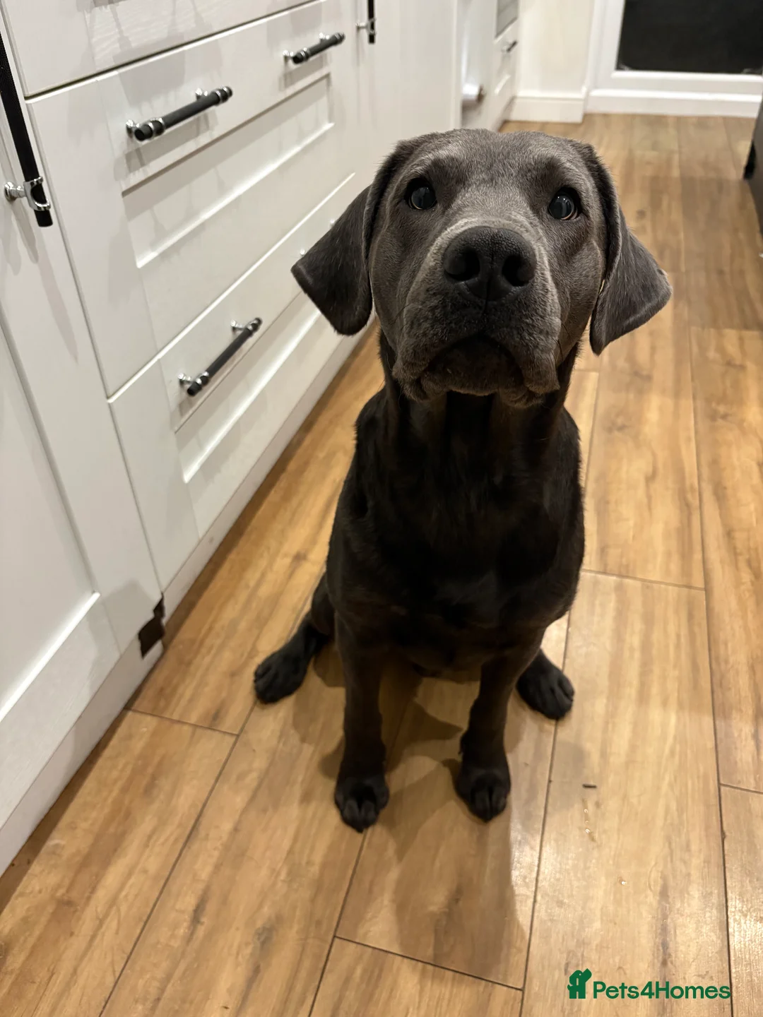 Labrador Retriever dogs for stud: Charcoal Labrador For Stud - Advert 5