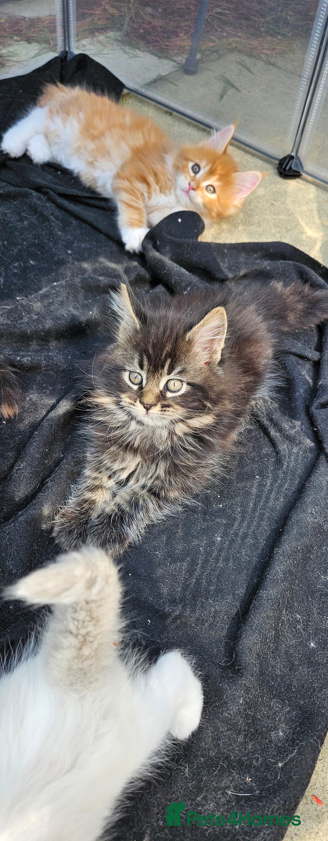 Maine Coon cats for sale: Gccf maincoon kittens. Ready from the 20th Sept  - Image 28