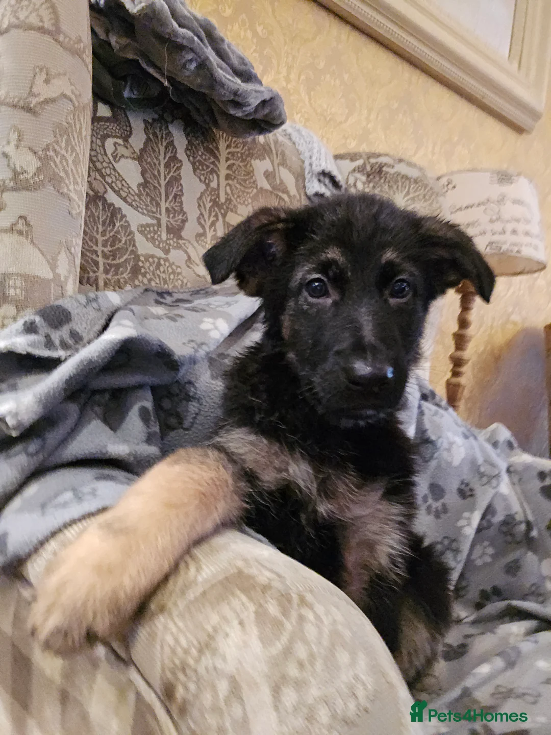 German Shepherd dogs for sale: 2 Beautiful GS females 💚💗 ready to go! - Advert 3