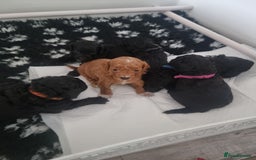 Shihpoo dogs for sale: Shihpoo puppies  - Image 8