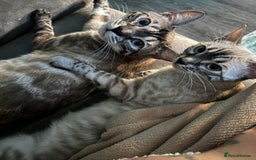 Bengal cats for sale: Bengal kittens for rehoming  - Image 9