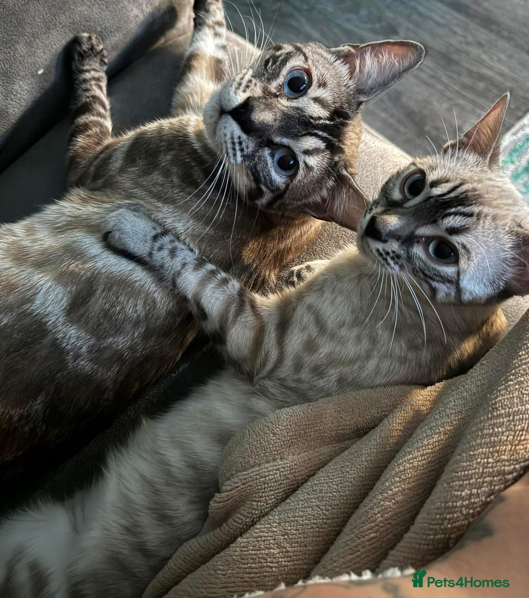 Bengal cats for sale: Bengal kittens for rehoming  - Image 9