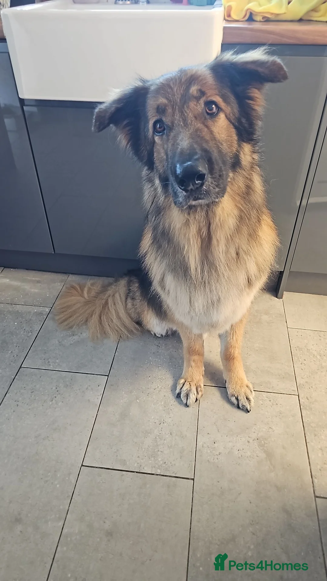 German Shepherd dogs for sale: My 2 Beautiful German Shepherds For Rehoming - Advert 2