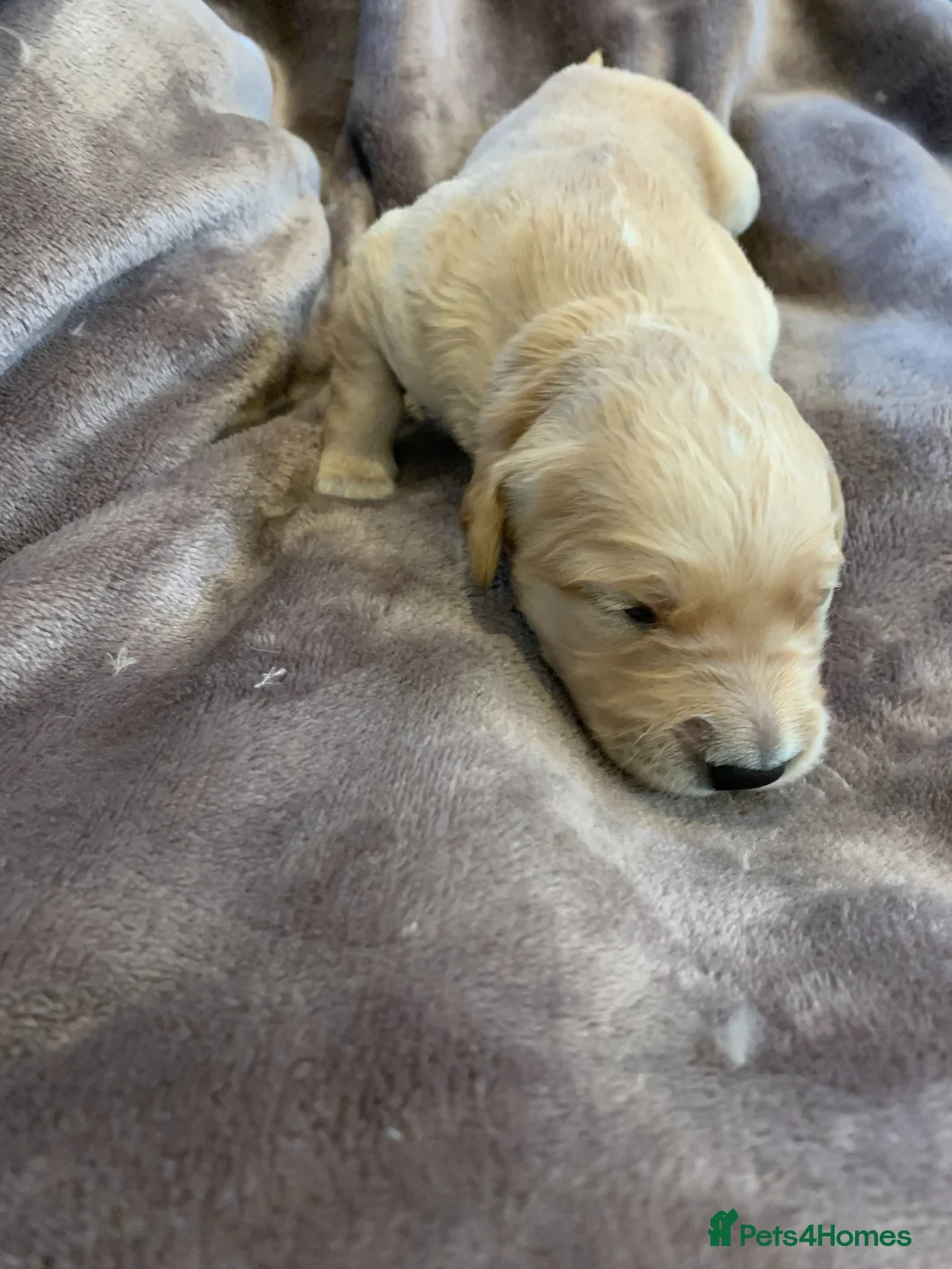 Golden Retriever dogs for sale: K.C REGISTERED GOLDEN RETRIEVER PUPPIES - Advert 10