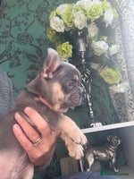 French Bulldog dogs - Advert 7