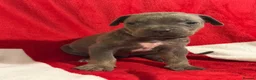 Cane Corso dogs for sale: BEAUTIFUL CANE CORSO PUPPIES – ICCF REGISTERED 🐾 - Advert 11