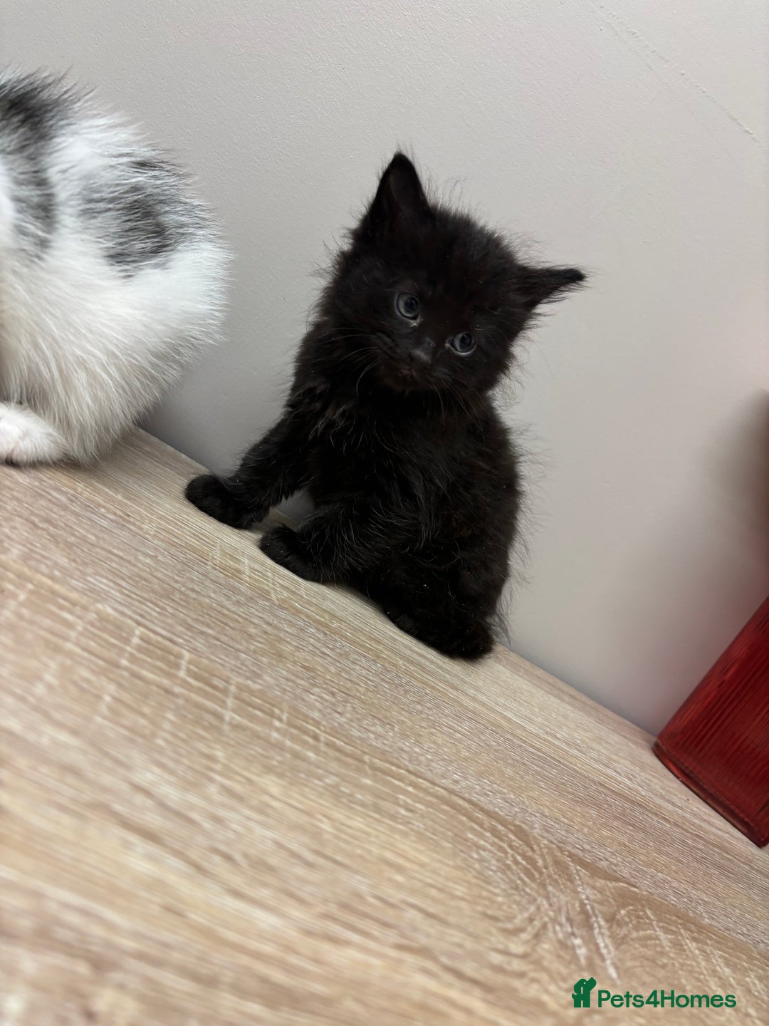 Ragdoll cats for sale: Beautiful main coon X ragdoll kittens - Image 7